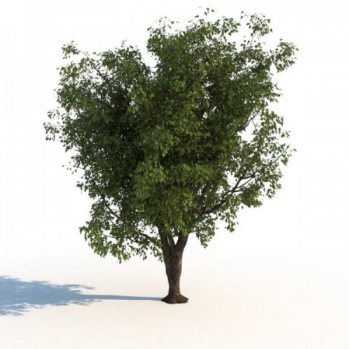 3D Графика 3D Модели.Деревья.