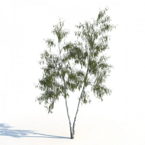 3D Графика 3D Модели.Деревья.