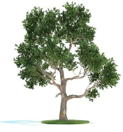 3D Графика 3D модели.Реалистичные деревья.