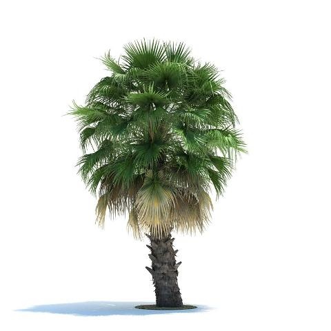 3D Графика 3D-модели с тропическими деревьями