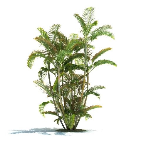 3D Графика 3D-модели с тропическими деревьями