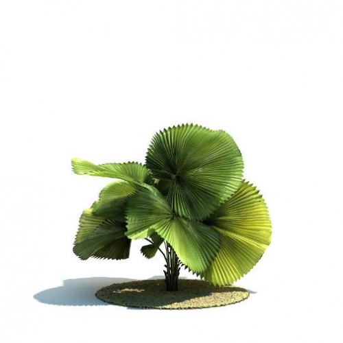 3D Графика 3D-модели с тропическими деревьями