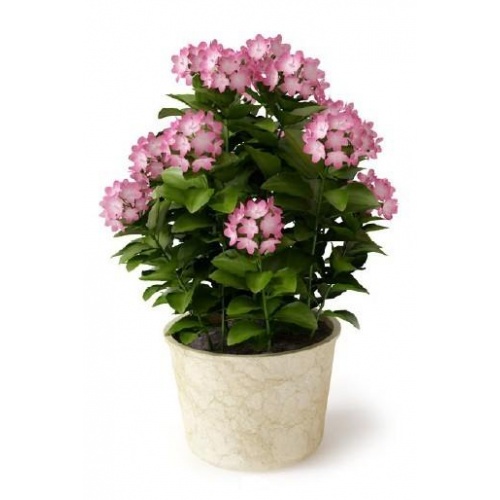 3D Графика 3D Модели.Высоко детализированных моделей комнатных растений.