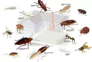  уничтожили постельных вредителей