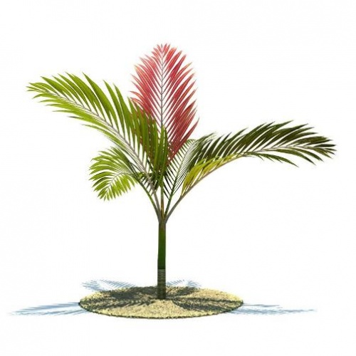 3D-модели с тропическими деревьями