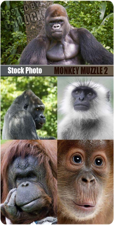 Monkey muzzle | Морда обезьяны 