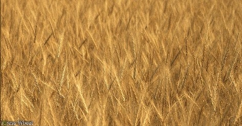 3D Модели.Трава.