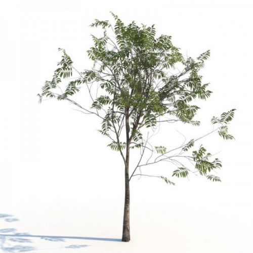 3D Модели.Деревья.